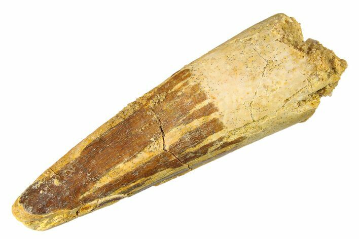 Fossil Spinosaurus Tooth - Real Dinosaur Tooth #298105